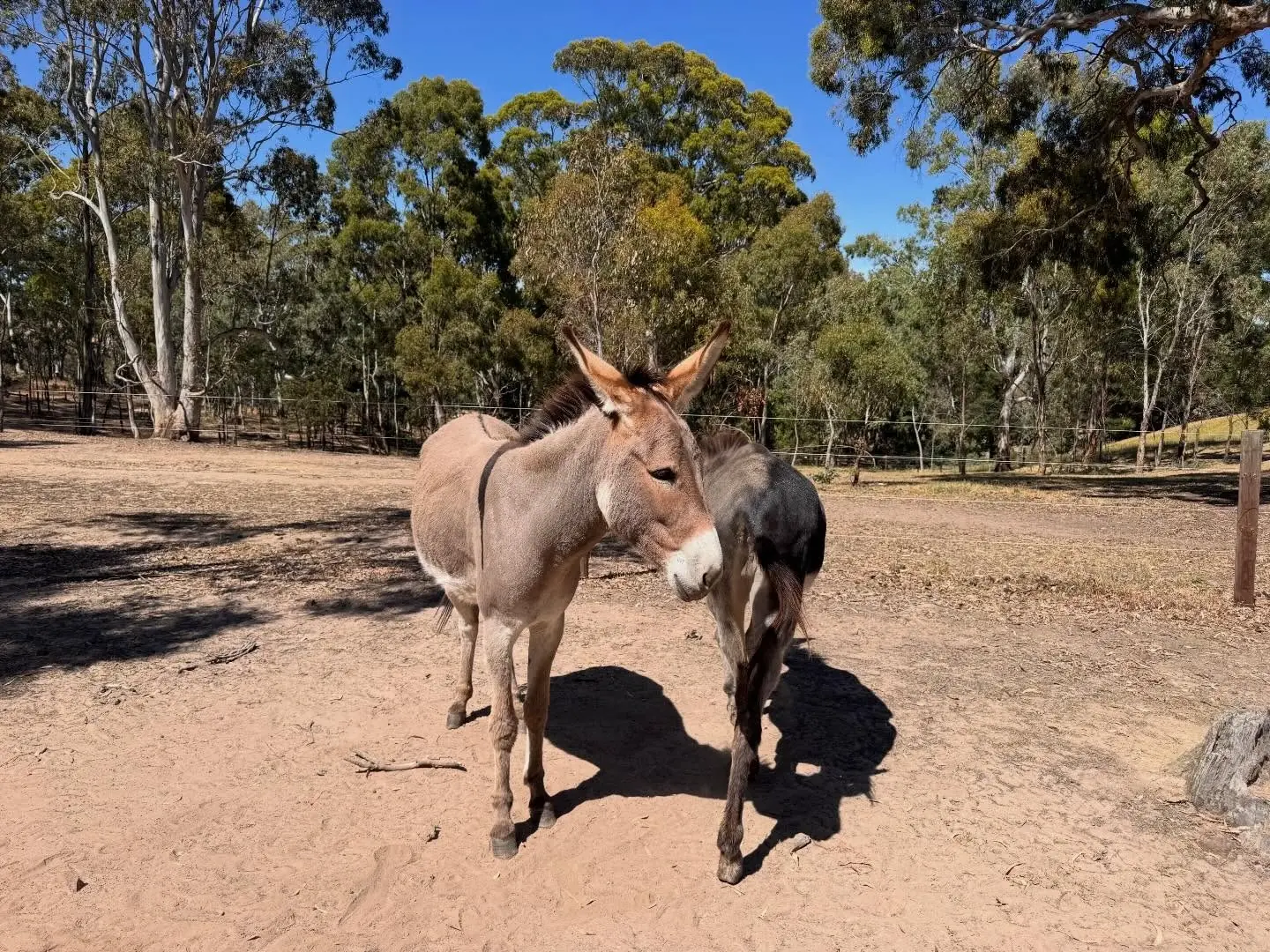 Brun magnétique du Lez - Image 3
